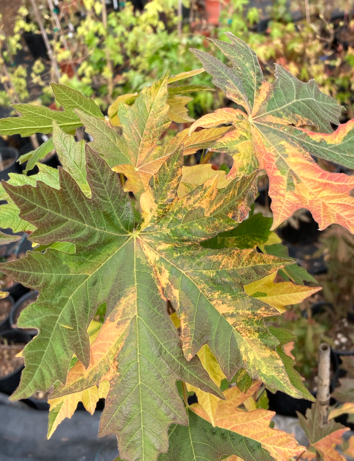 Acer macrophyllum Tubbs Fire