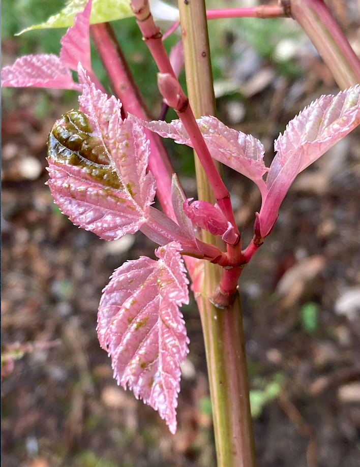 Acer cauditifolium 'Variegata'