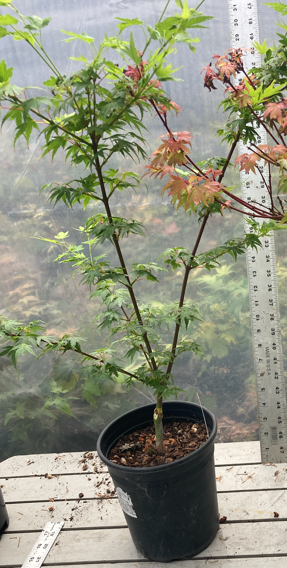 Coonara Pygmy Pre bonsai