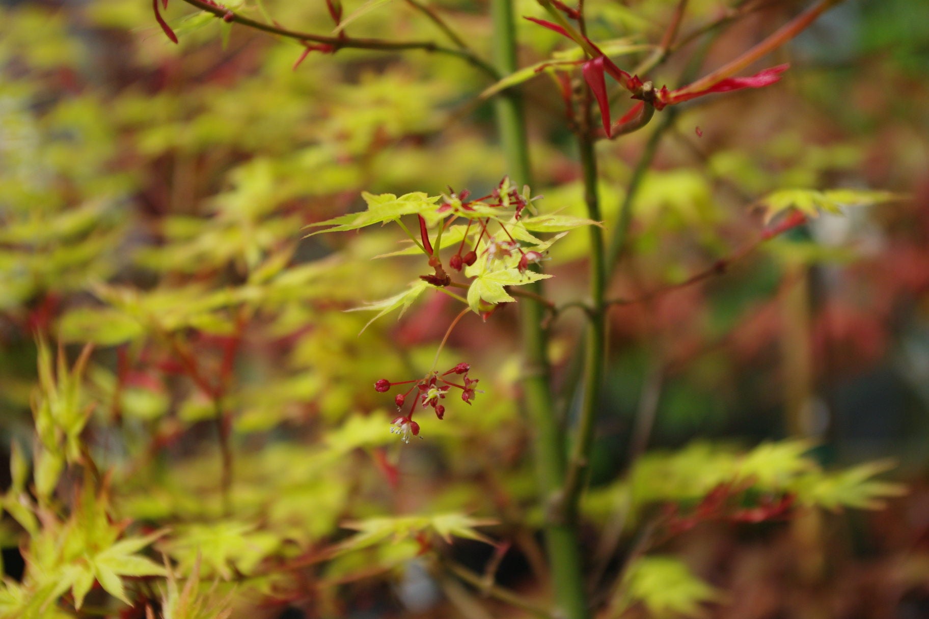 Seigen Aureum