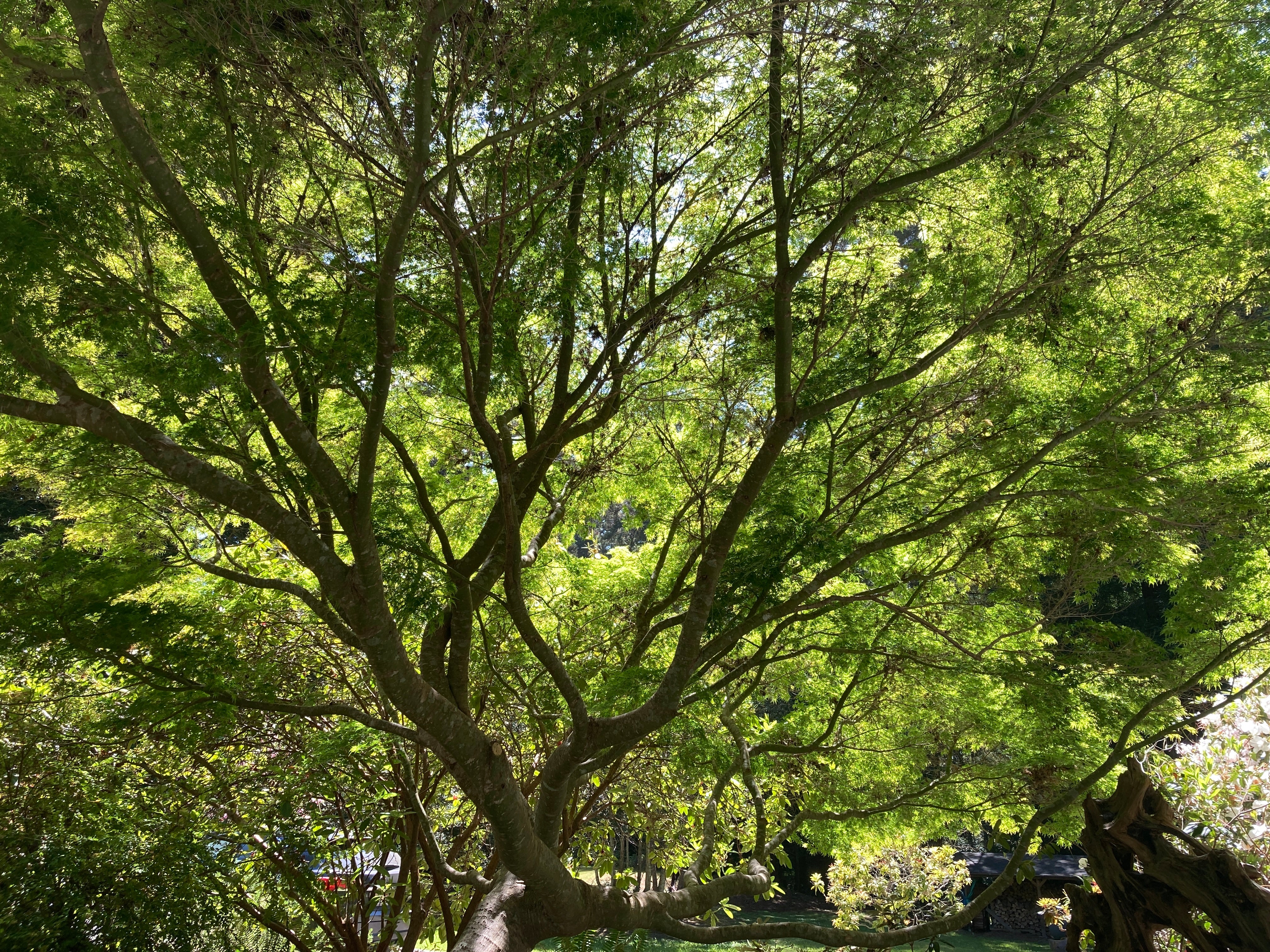 Customer Favorites most popular Japanese maple trees - Mendocino Maples Nursery - Seiryu