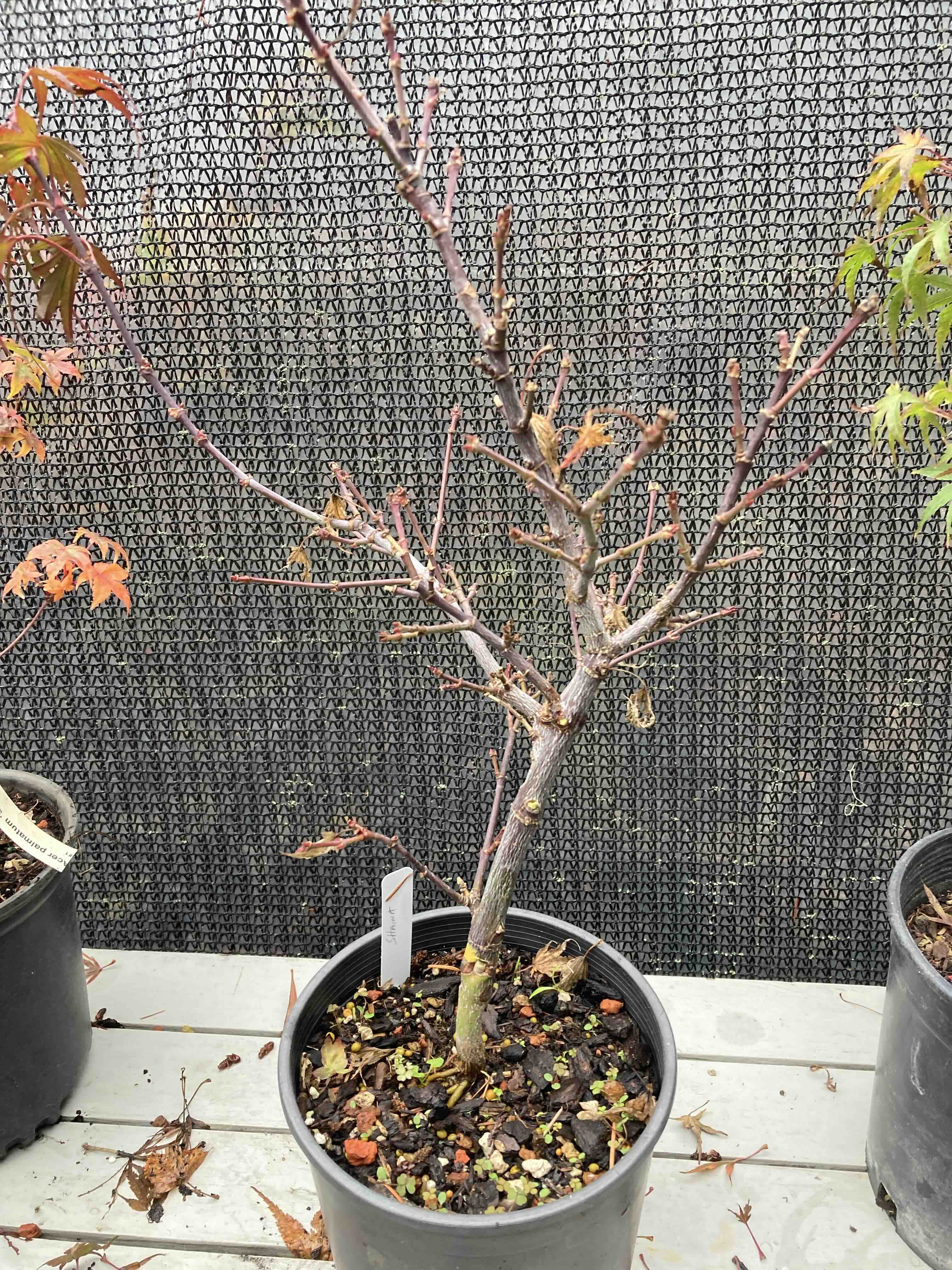 Shaina Pre Bonsai 2-3 yr (#82)