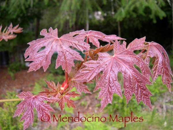 Acer macrophyllum Rubrum