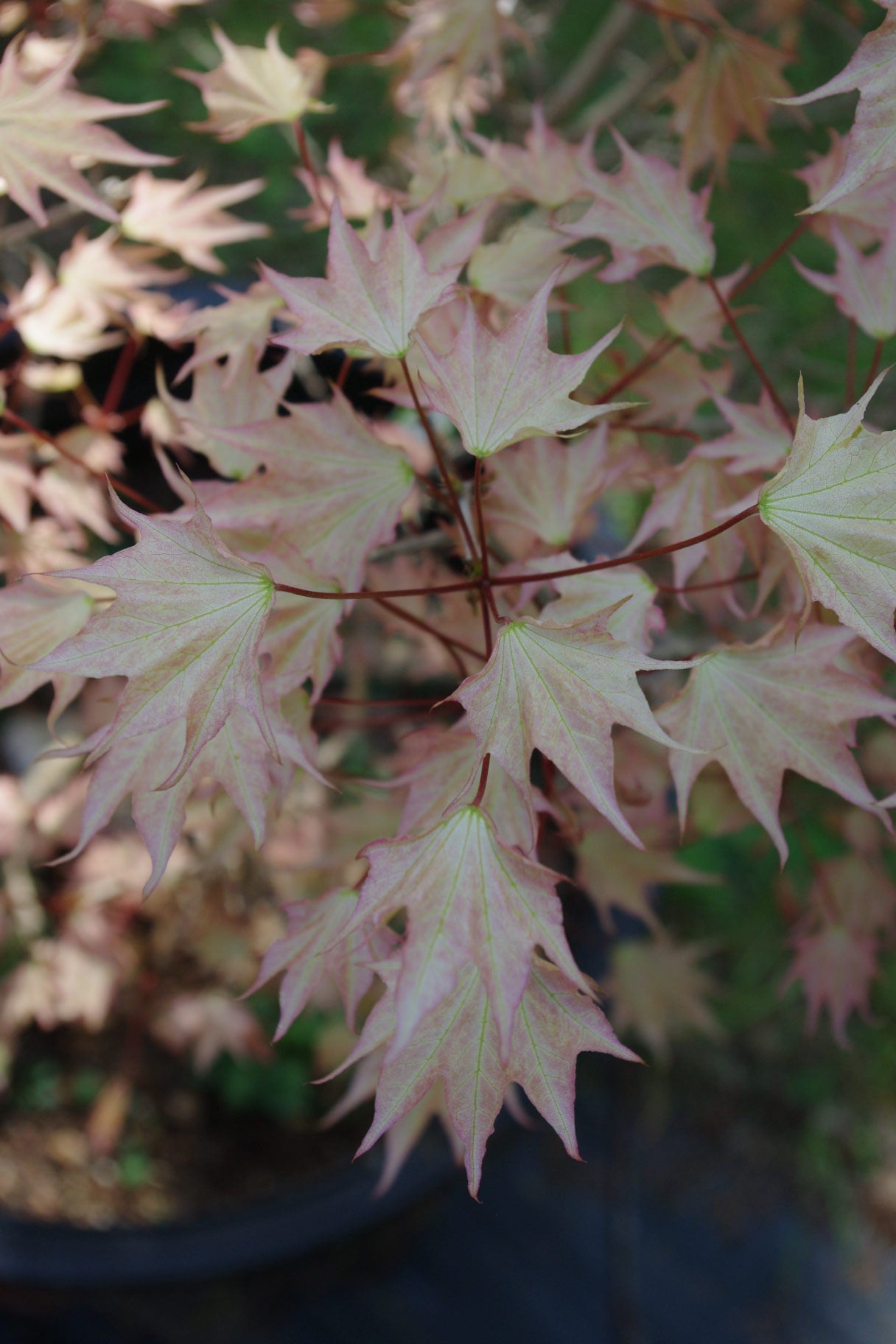 Acer pictum Usugumo