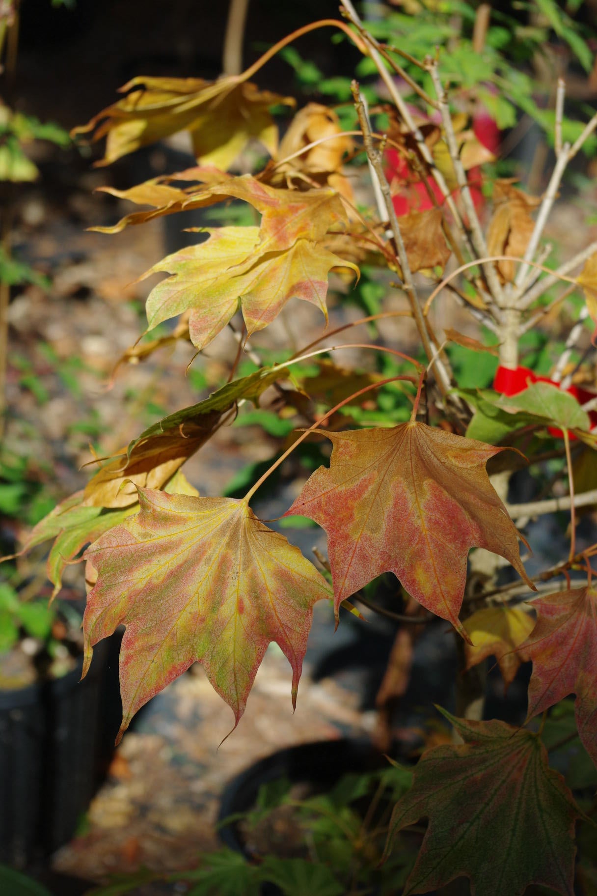 Acer pictum Usugumo