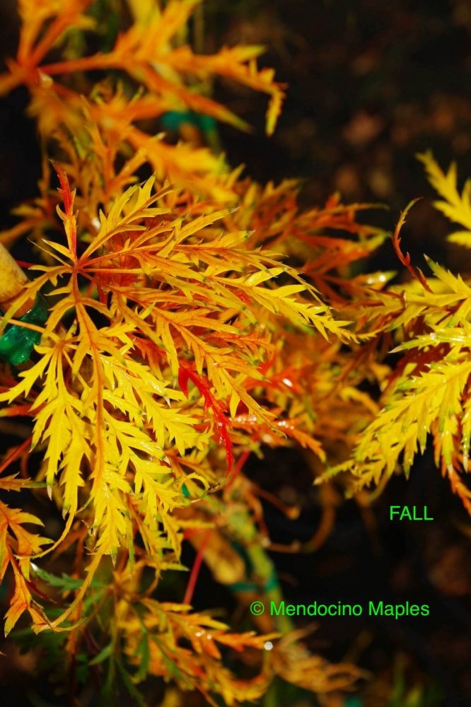 Viridis - 2