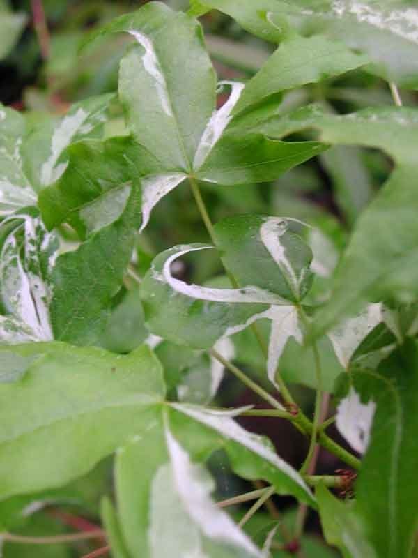 Akikaze nishiki A. truncatum