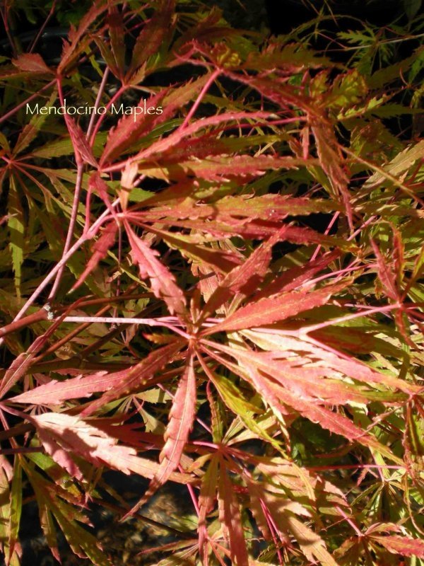 Autumn Fire