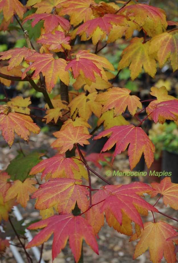 Acer circinatum Burgundy Jewel fall color maple Mendocino