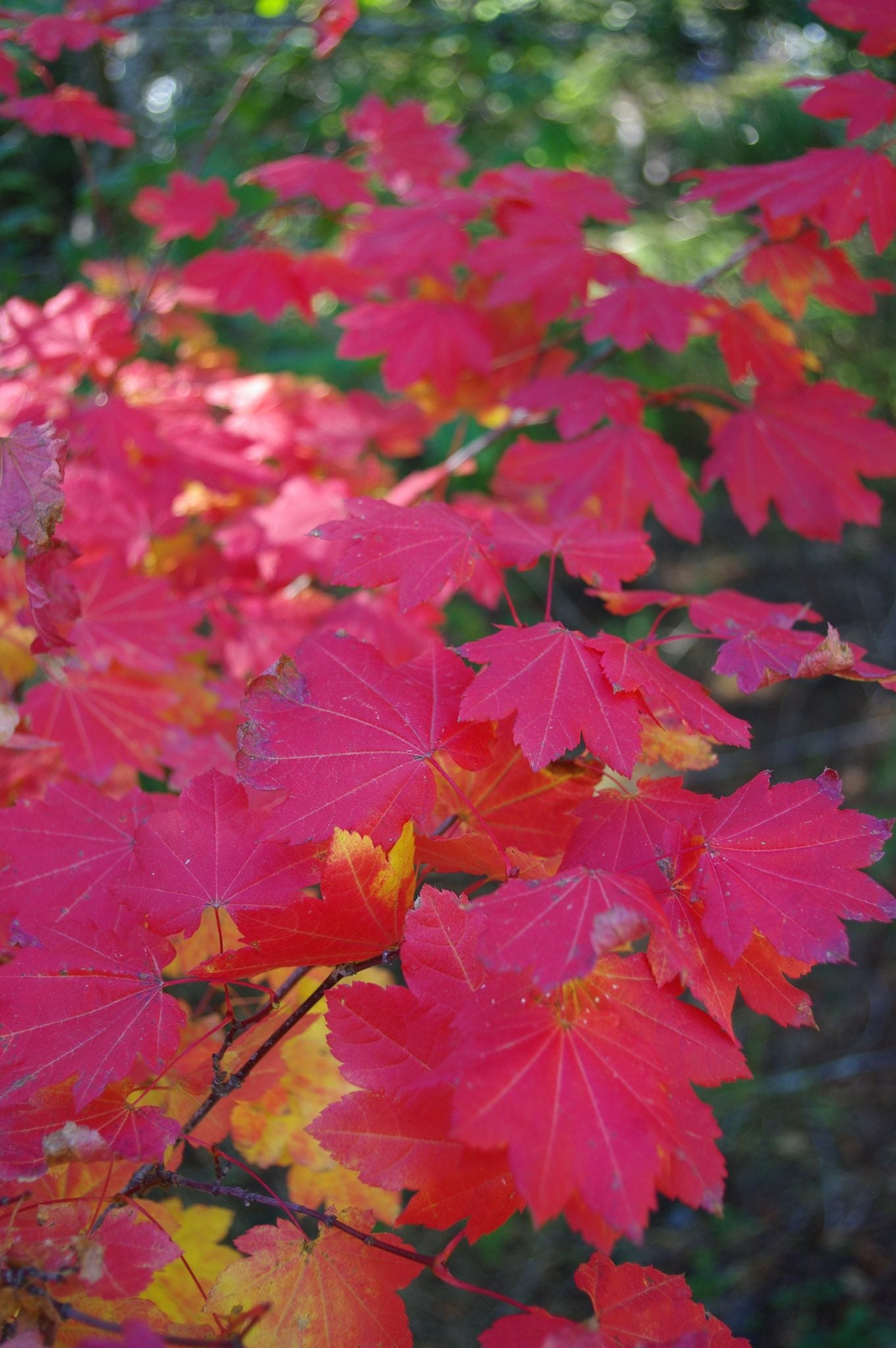 Acer Circinatum