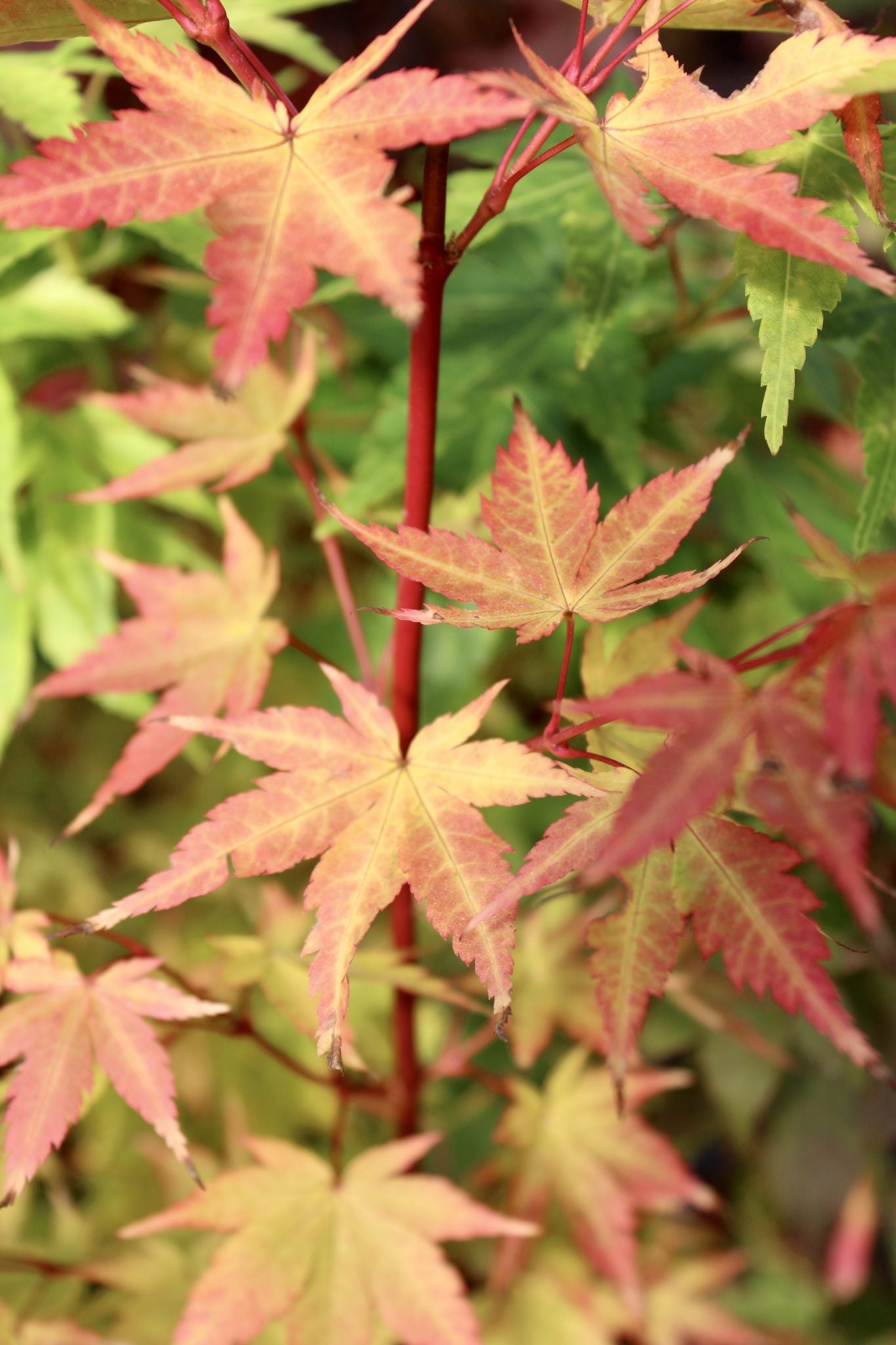 Sango Kaku (Coral Bark) 3-4 Yr Pre-Bonsai (#756)