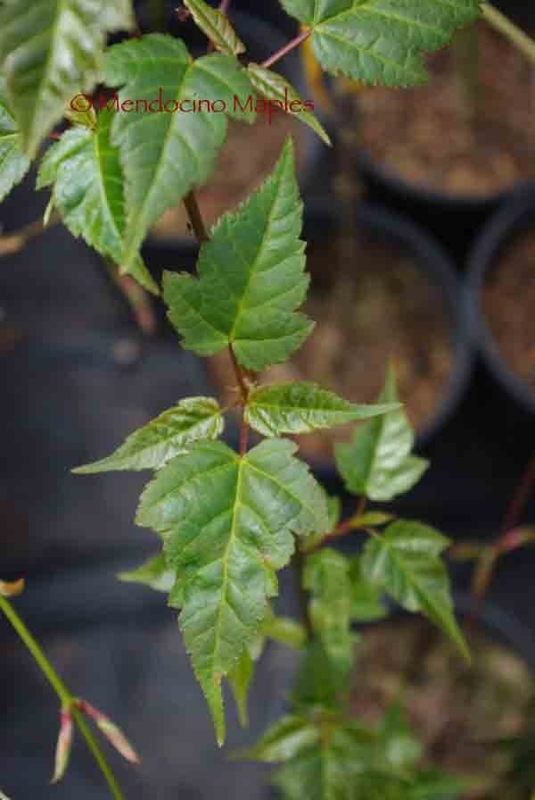 Acer crataegifolium