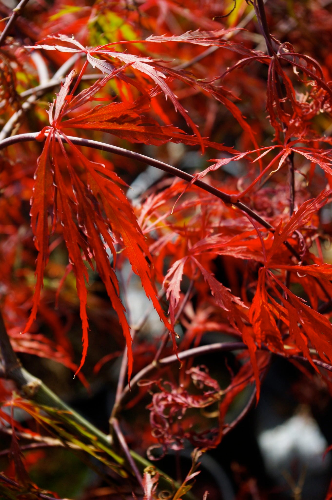 Crimson Queen
