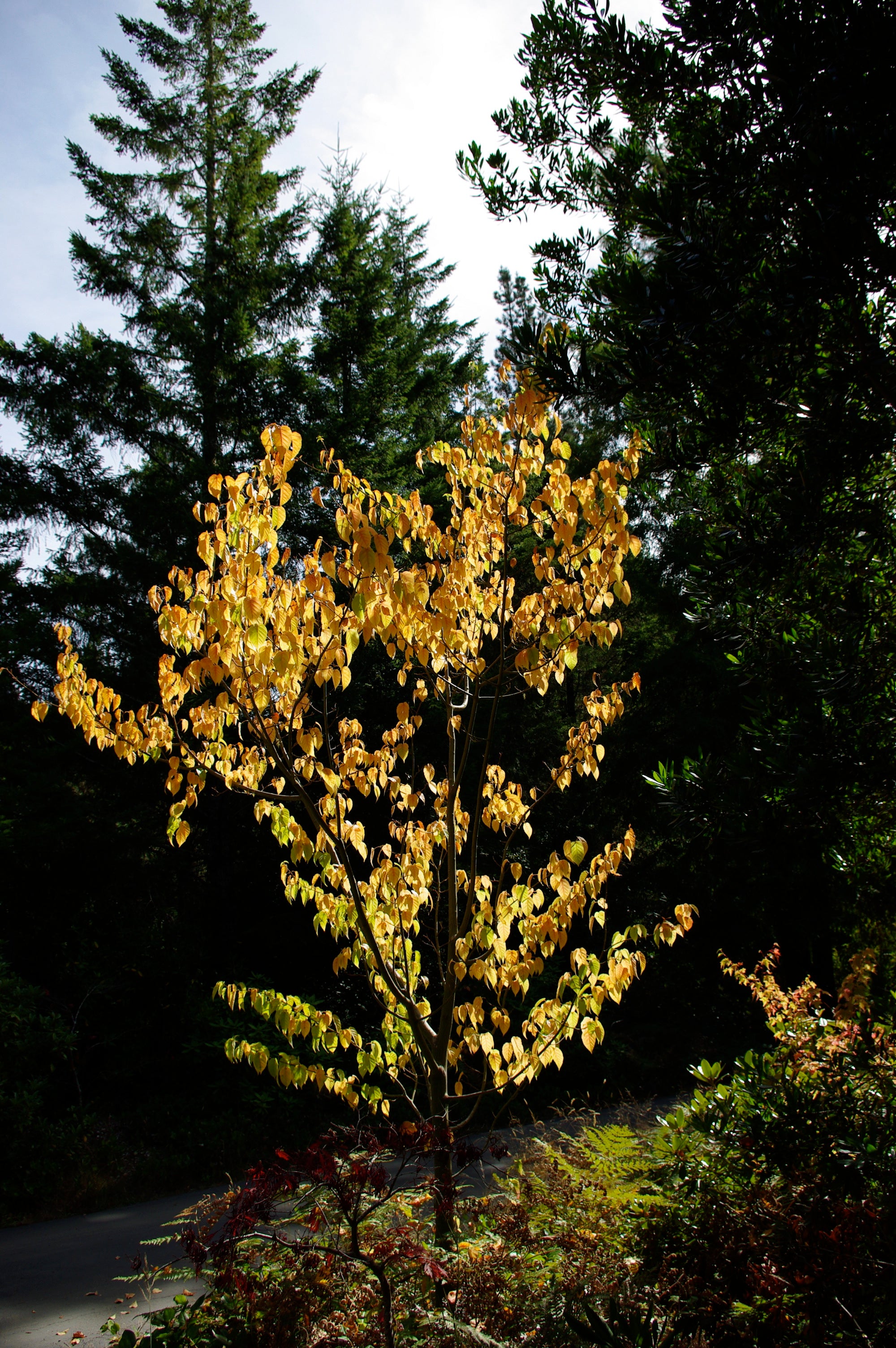 Acer davidii