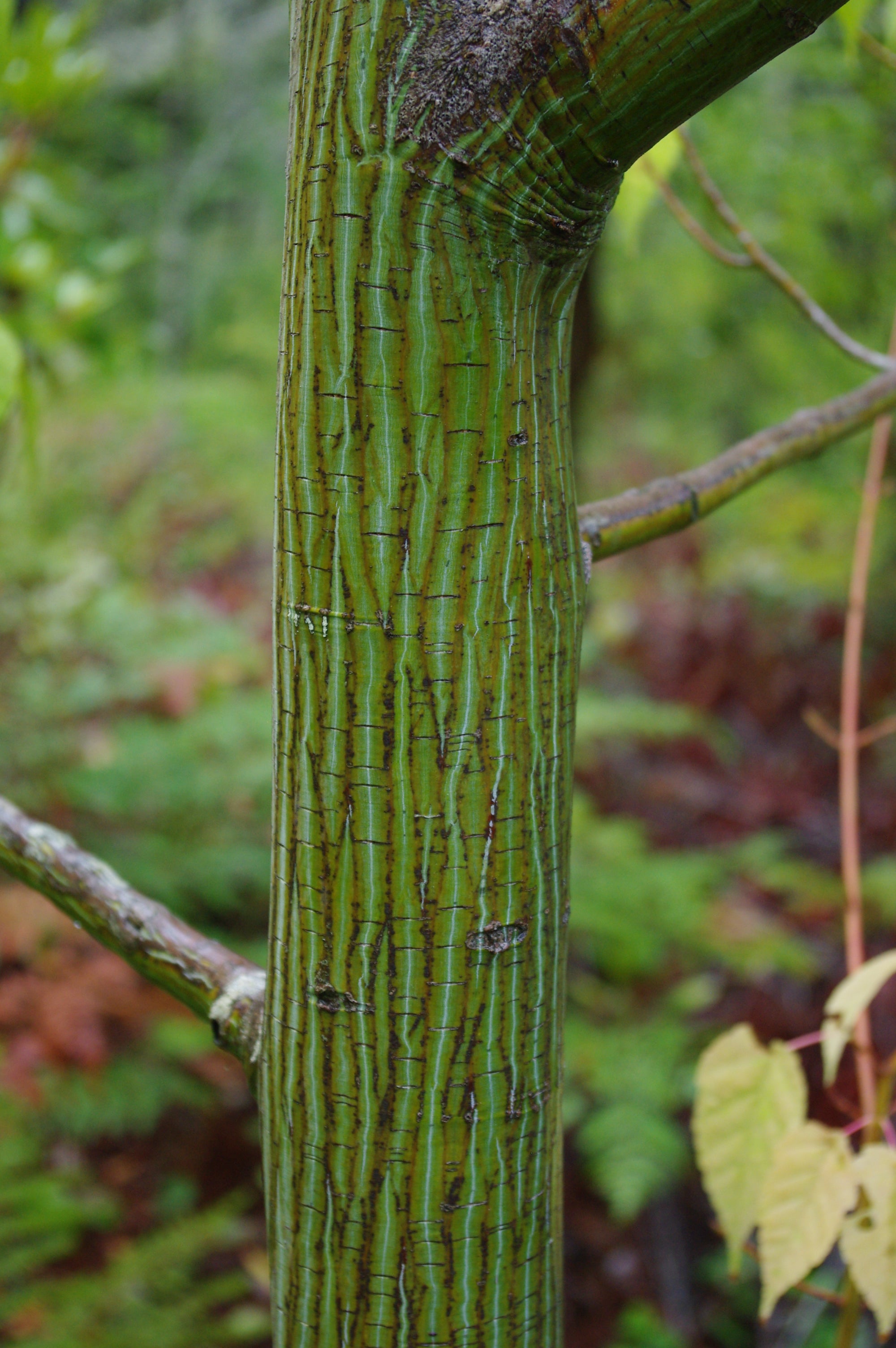 Acer davidii