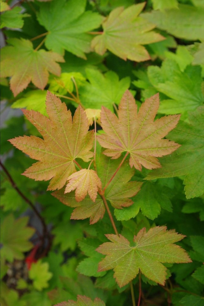 Acer circinatum Dels Dwarf maples under 5 feet
