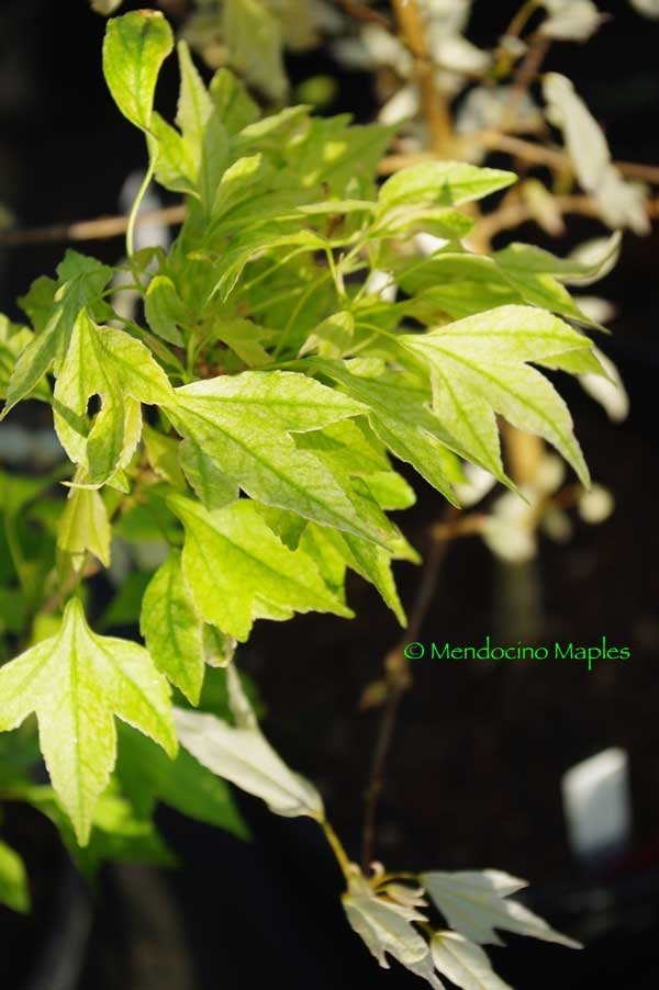 A. buergerianum Eastwood Cloud