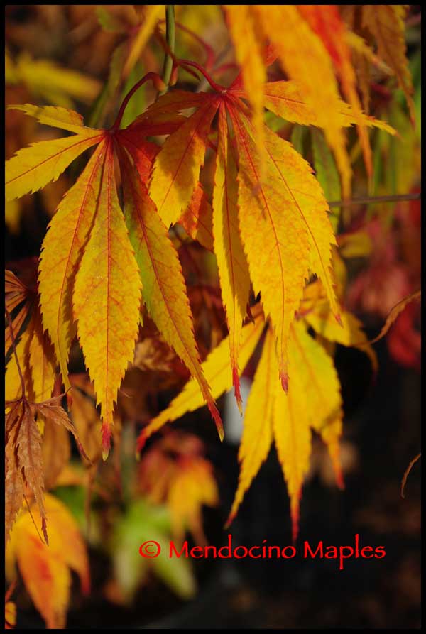 Wintergold