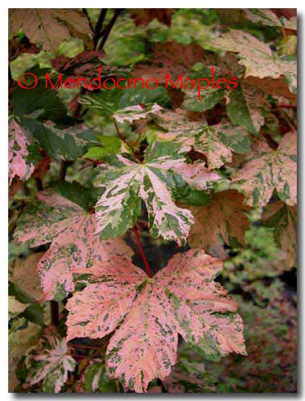 Acer pseudoplatanus Esk Sunset