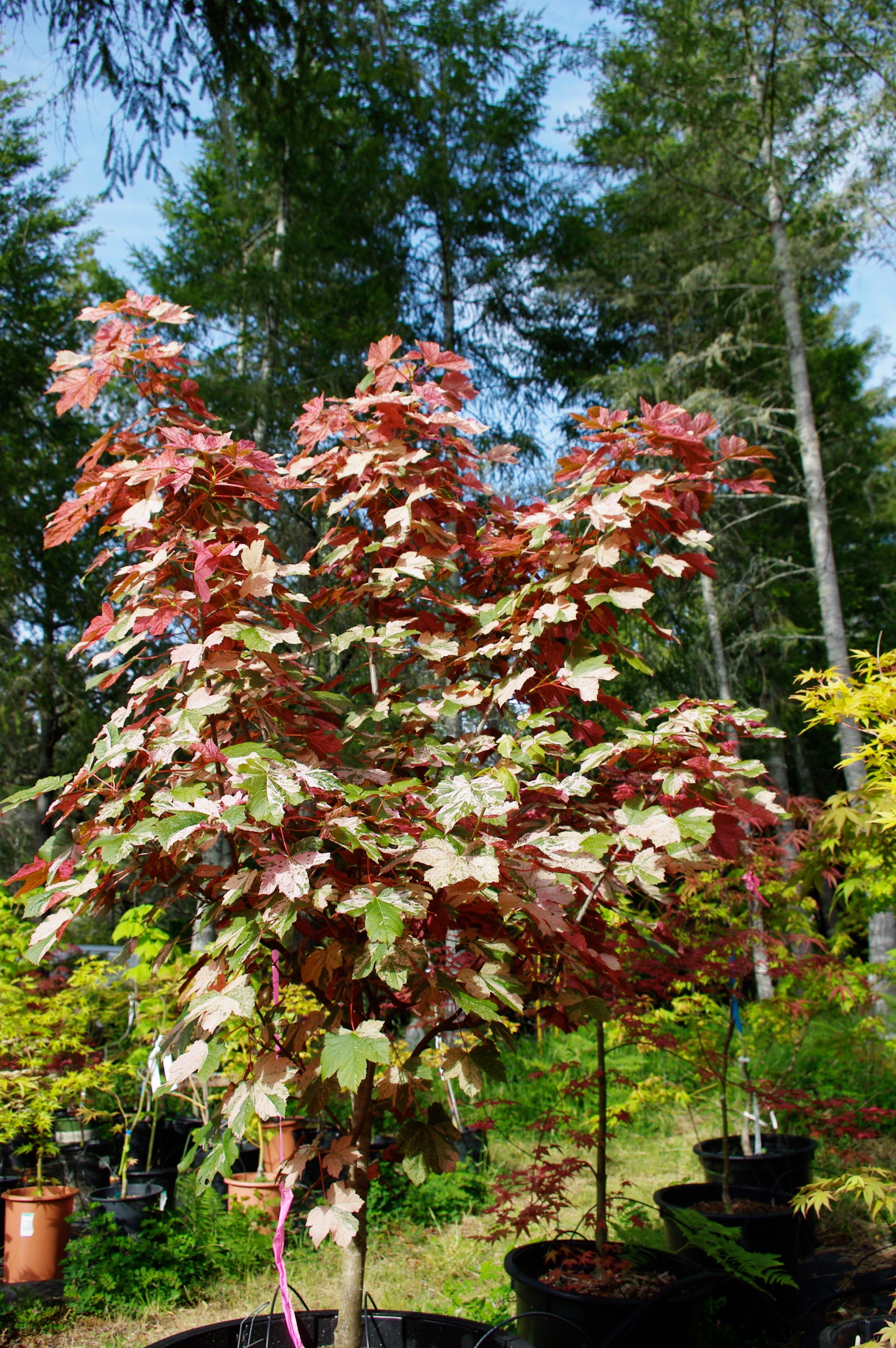 Acer pseudoplatanus Esk Sunset