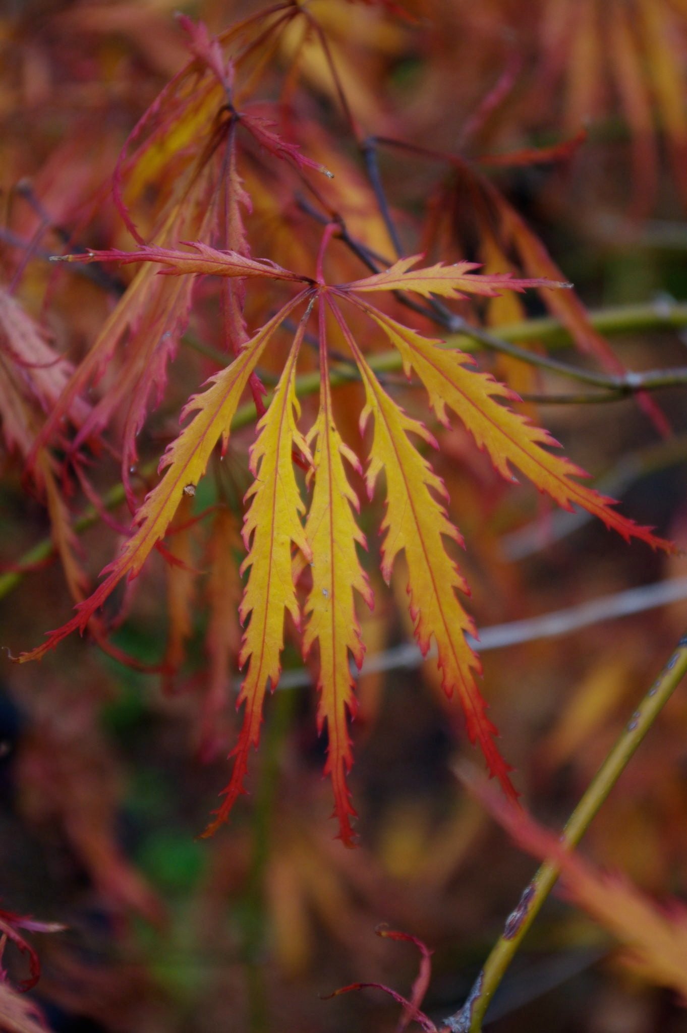 Flavescens