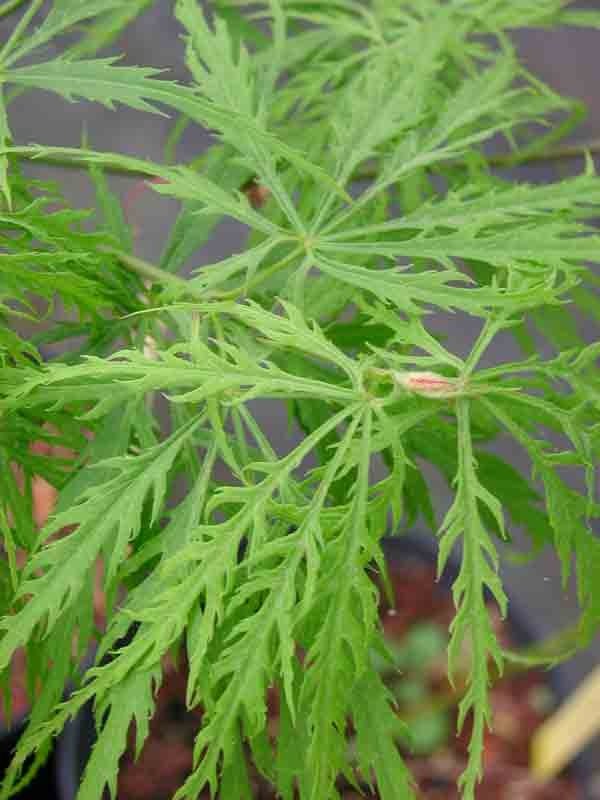 Flavescens