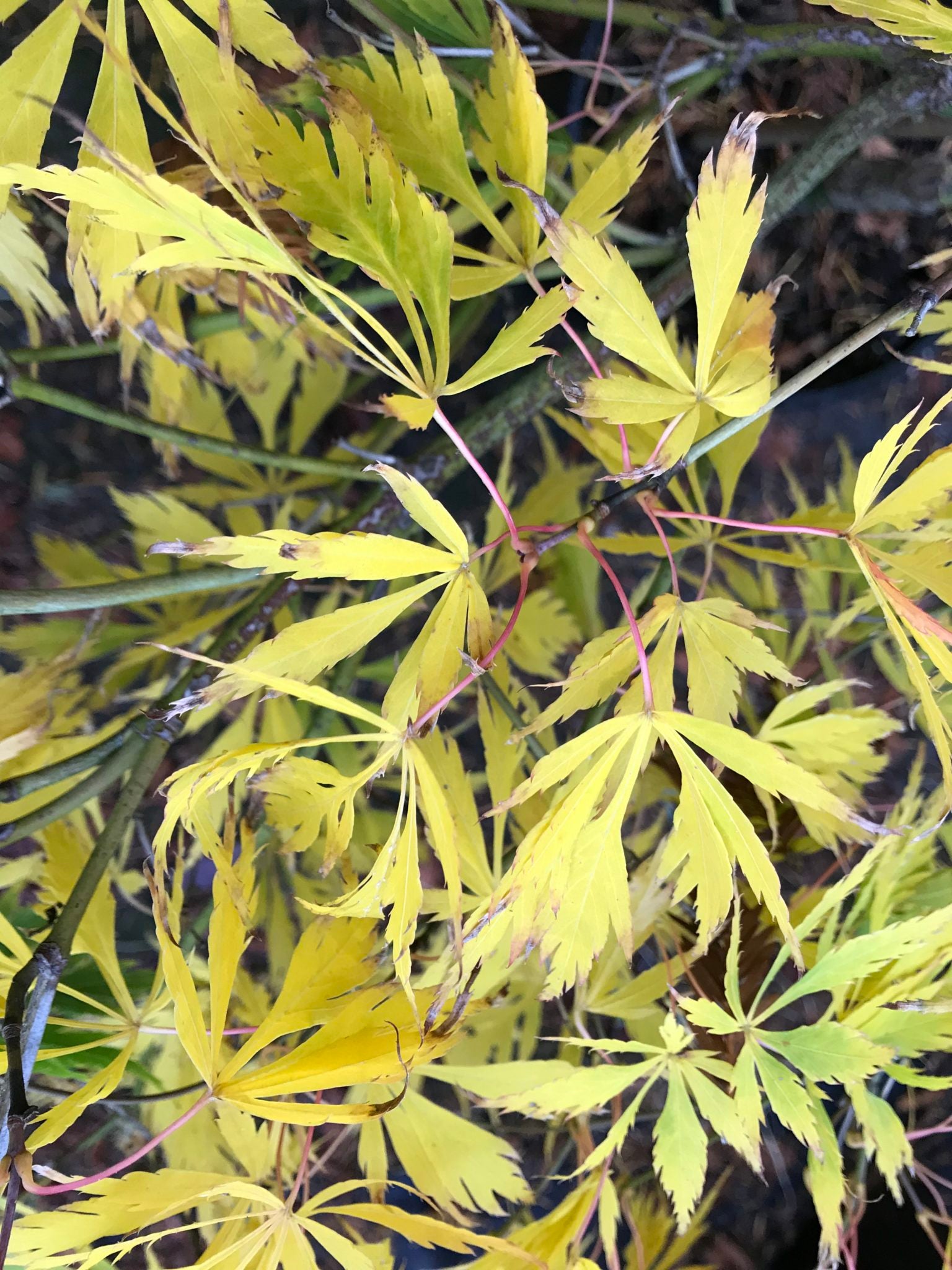 Flavescens