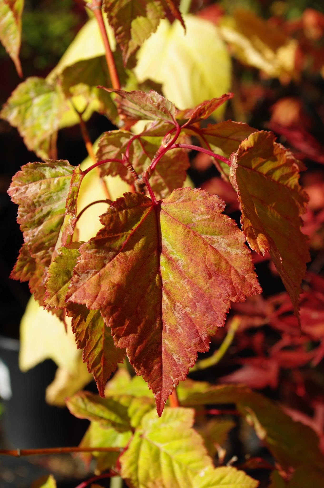 Acer rufinerve Hatsuyuki