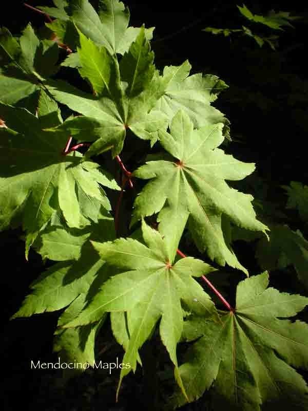 Herbstfeuer