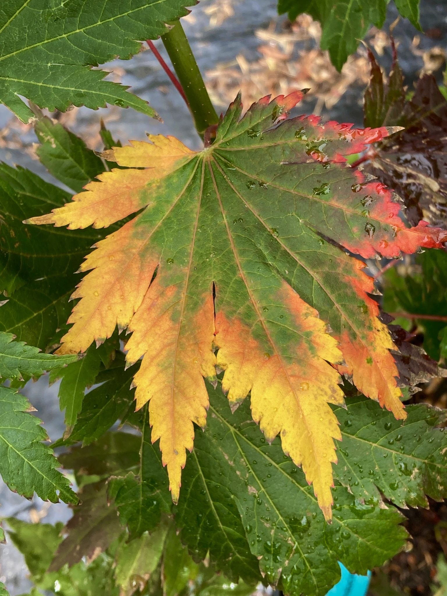 Indian Summer