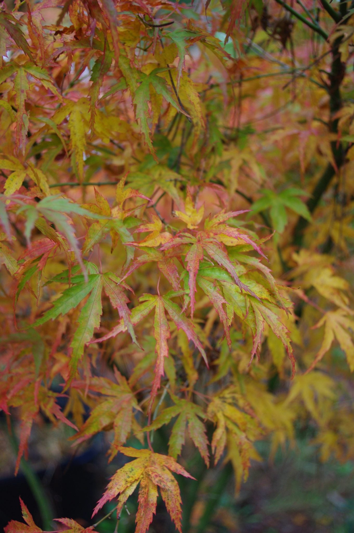 Kamagata