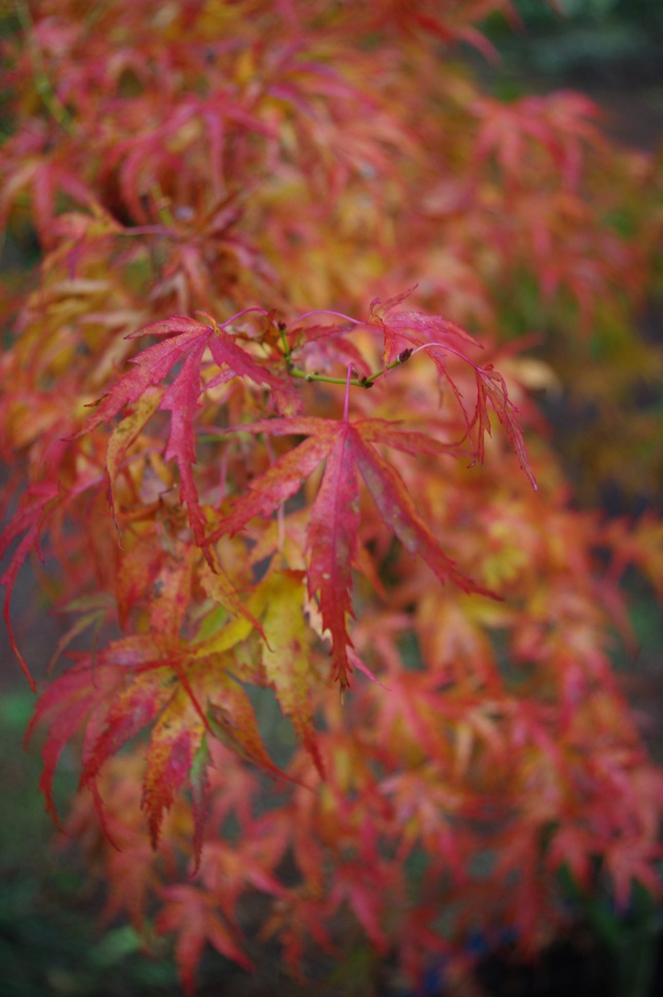 Kamagata