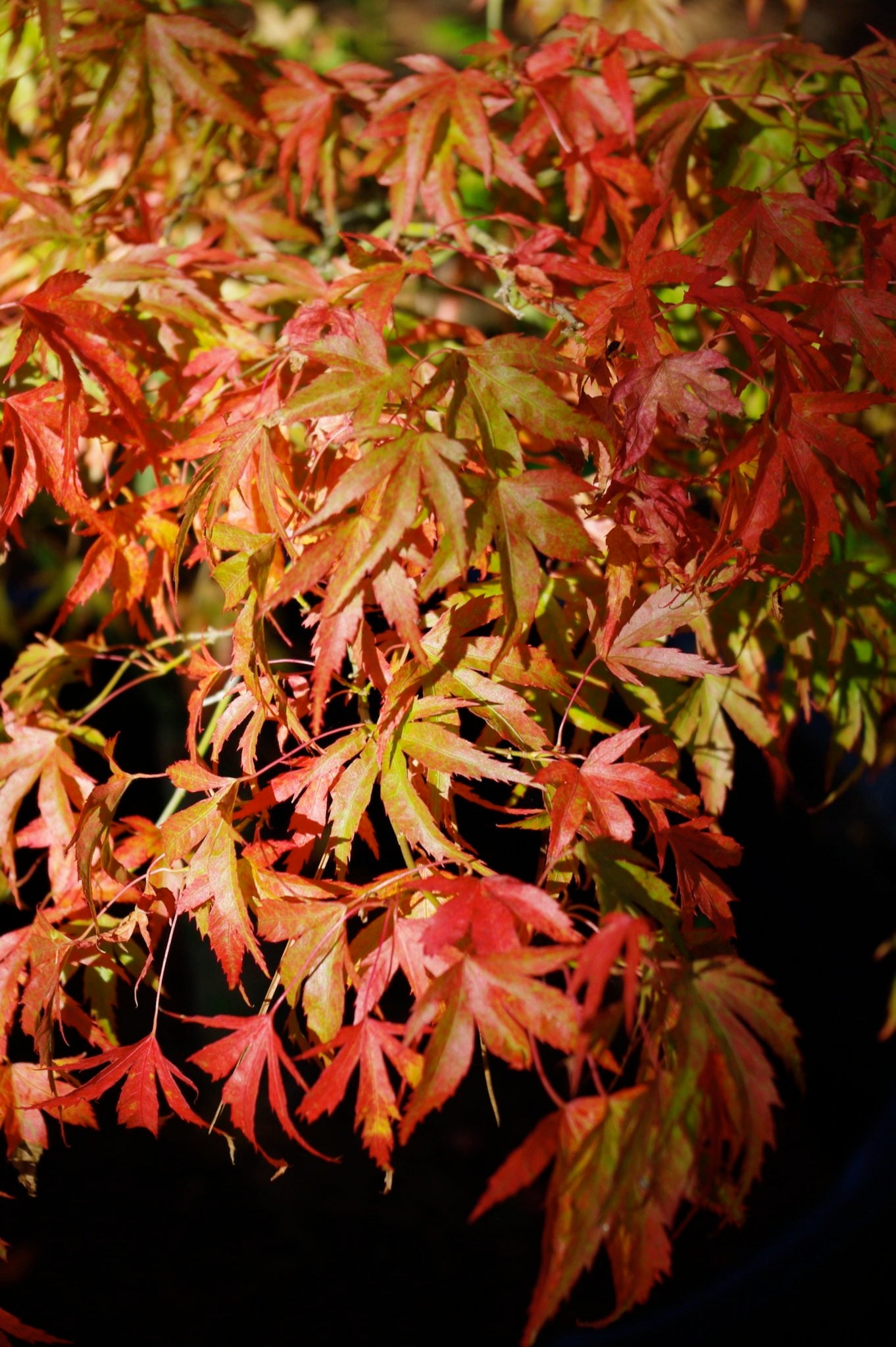 Katsura