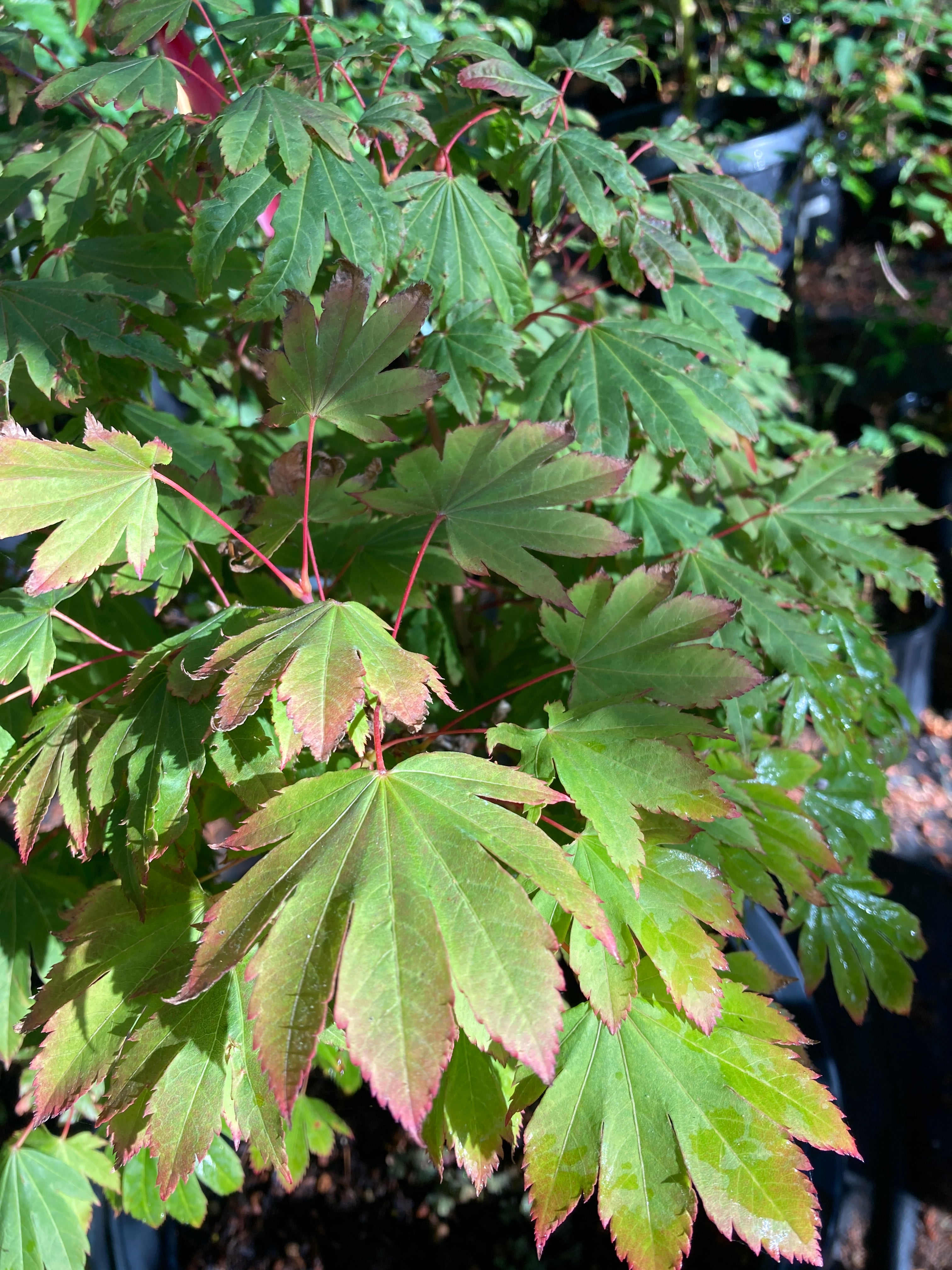 kisetsudoe circinatum maple green color