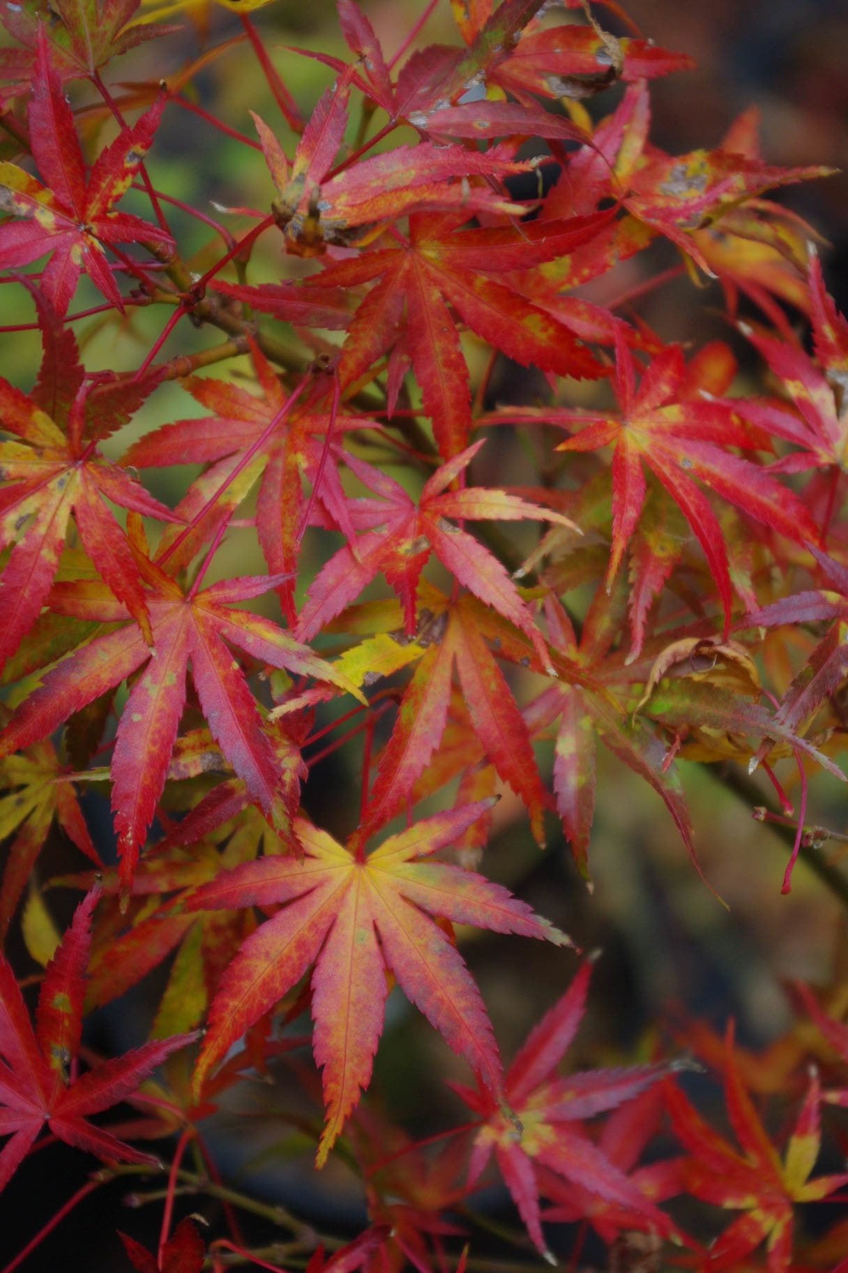 Koyasan