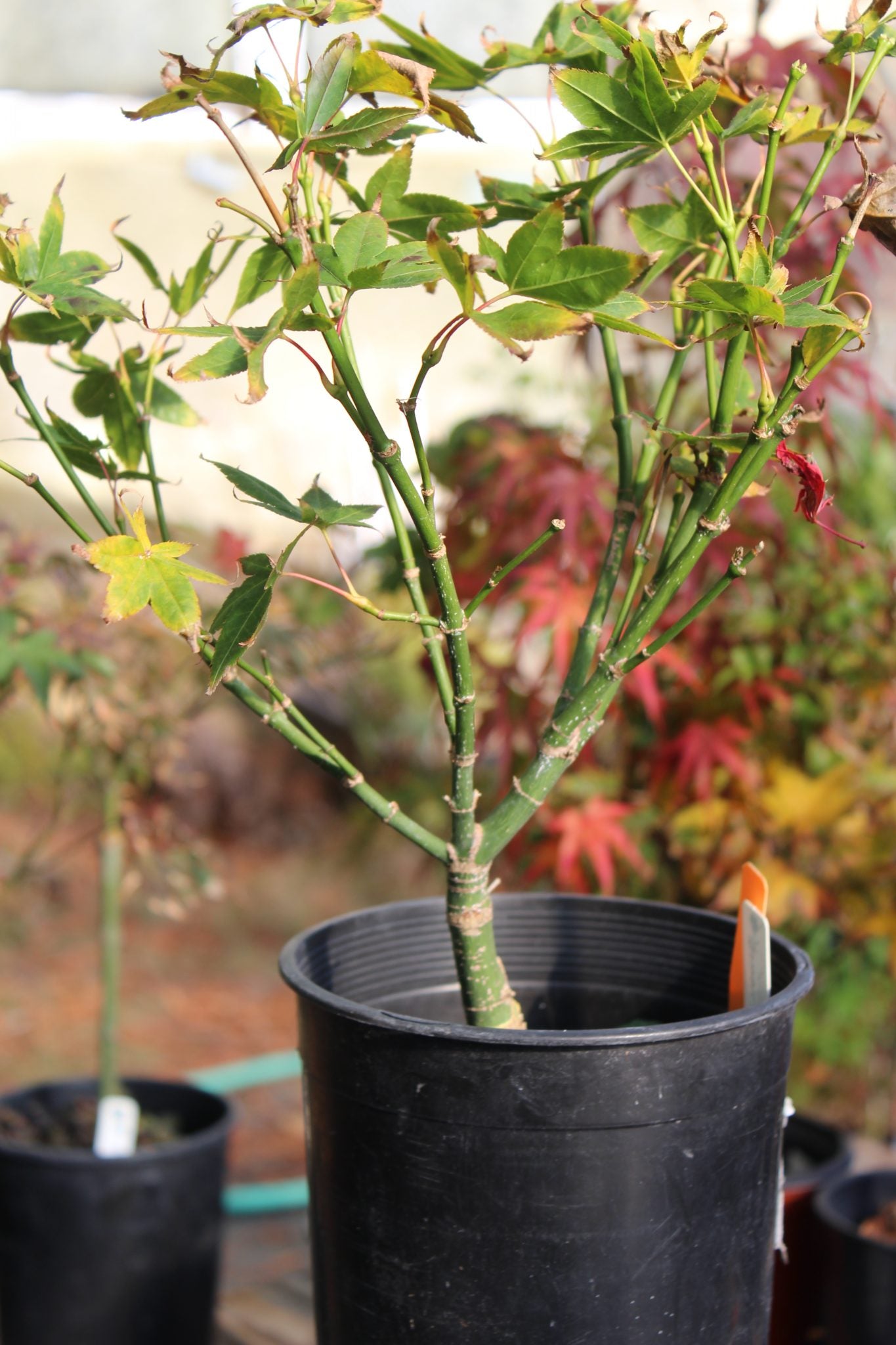 Kurenai Jishi 3-4 year Pre-Bonsai #613