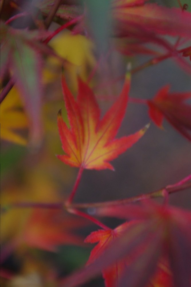 Kuro hime - Fall