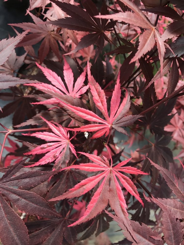 Lilee Anne's Jewel - 3