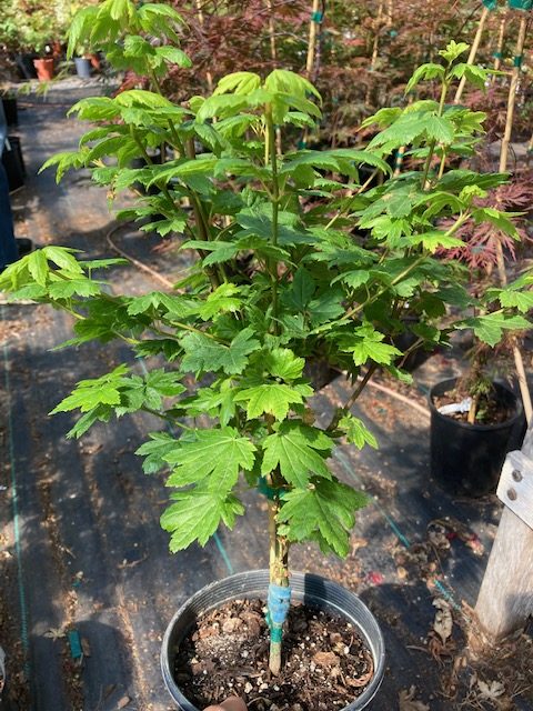 Acer circinatum Little Gem