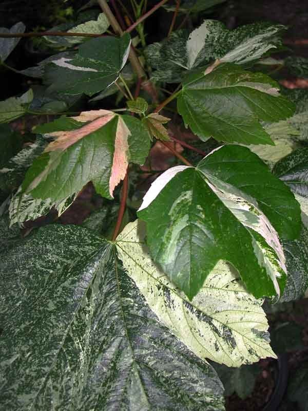 Acer pseudoplatanus Simon Louis Freres