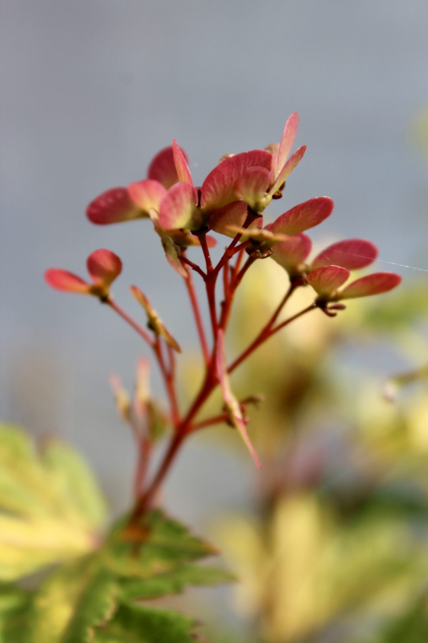 Japanese Maple Seeds