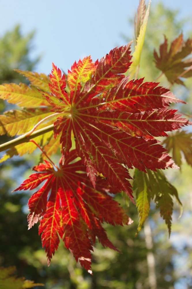 Acer japonicum Meigetsu - 2