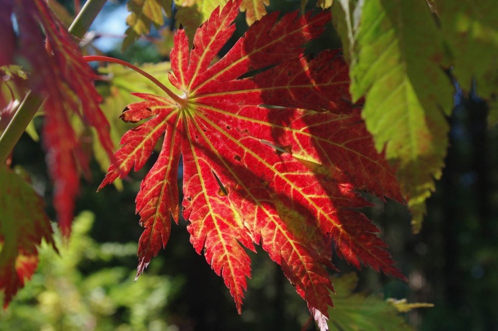 Acer japonicum Meigetsu