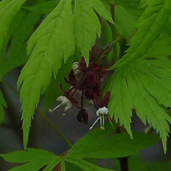 Acer circinatum Monroe