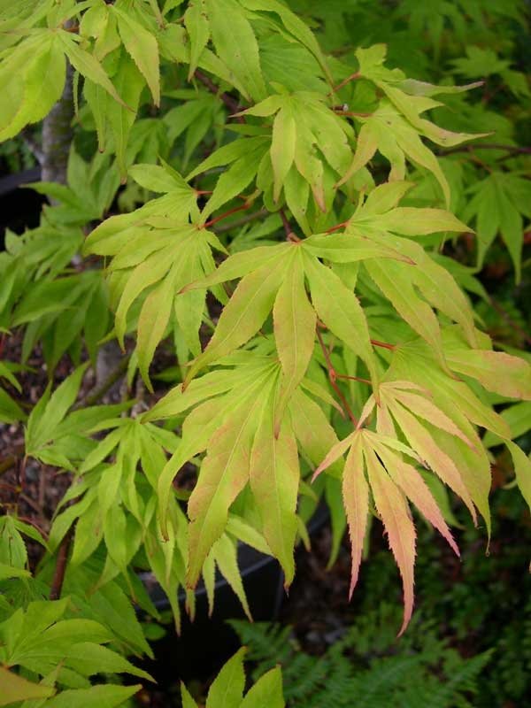 Nishiki momijii