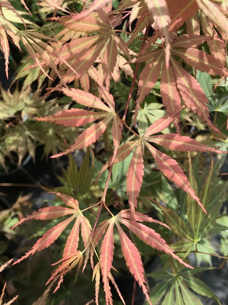 Orange Flame - 4