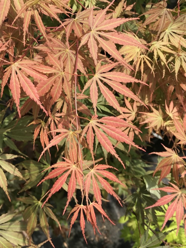 Orange Flame - 3
