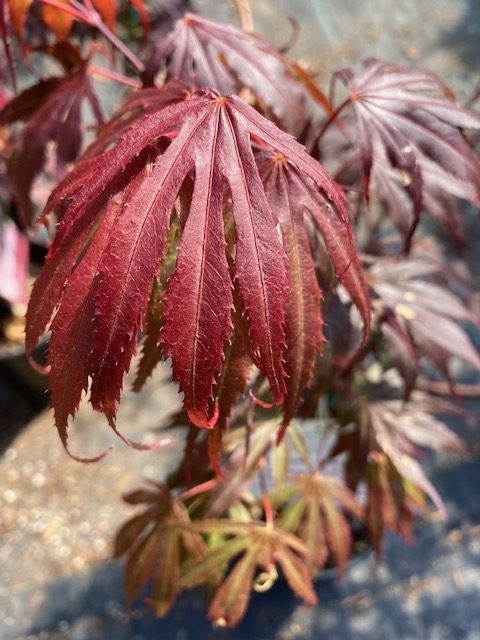 Oregon Sunset Maple