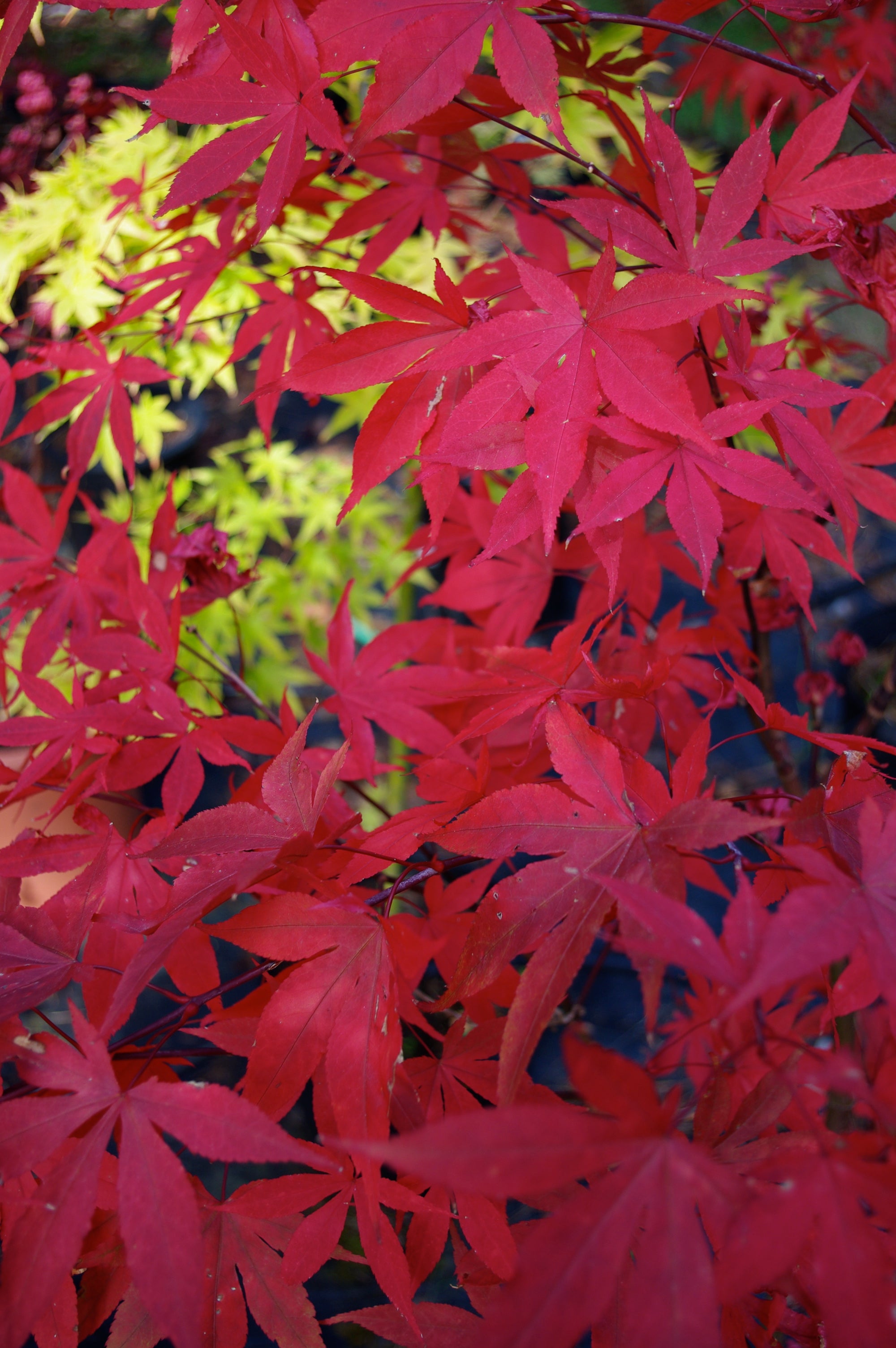 Osakazuki