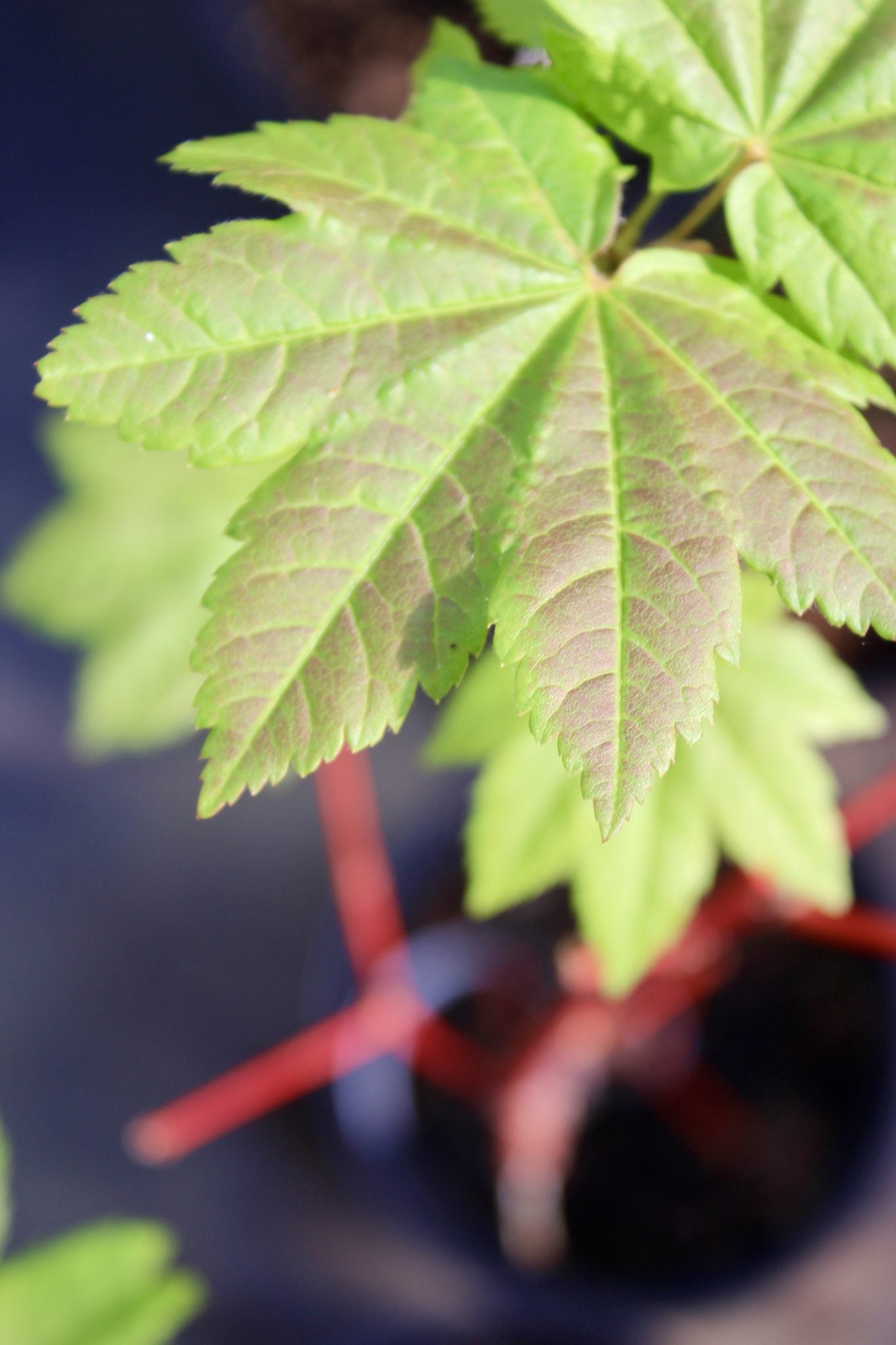 Acer circinatum Pacific Fire